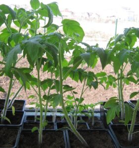 Трюк з аспірином допоможе виростити багатий урожай томатів цього літа